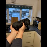 Sprocker Spaniel - Both