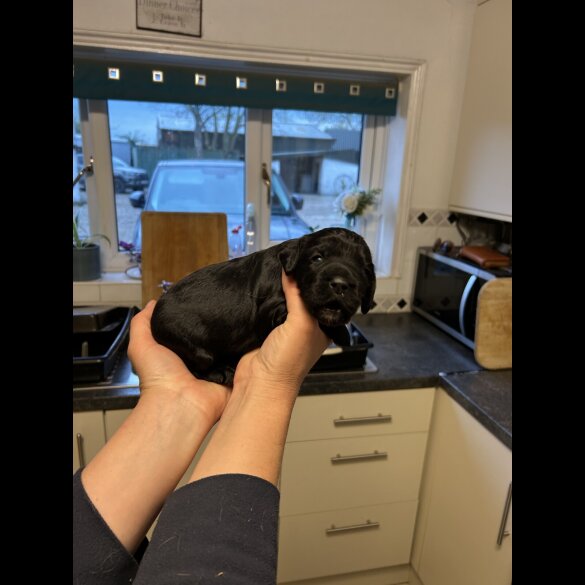 Sprocker Spaniel - Both