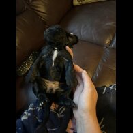 Sprocker Spaniel - Both