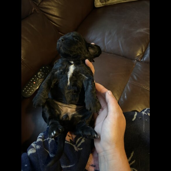 Sprocker Spaniel - Both