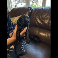Sprocker Spaniel - Both