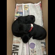 Sprocker Spaniel - Both
