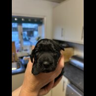 Sprocker Spaniel - Both