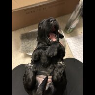 Sprocker Spaniel - Both