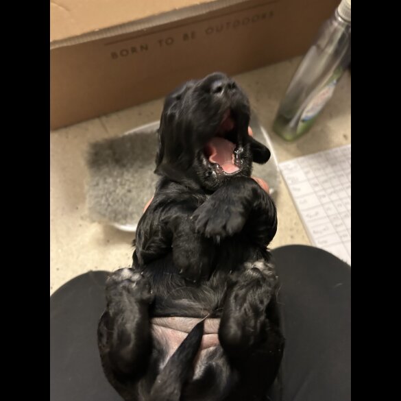Sprocker Spaniel - Both