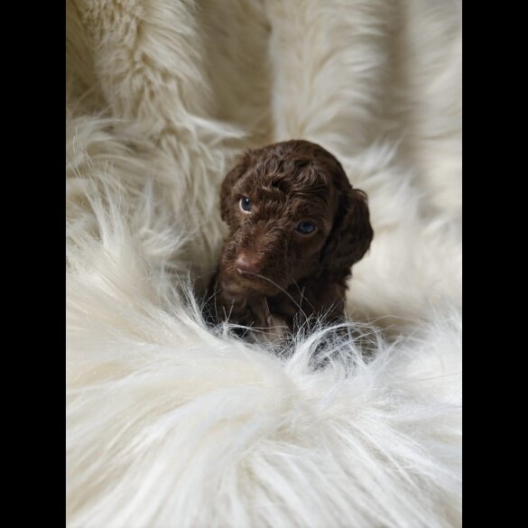 Cockapoo - Both