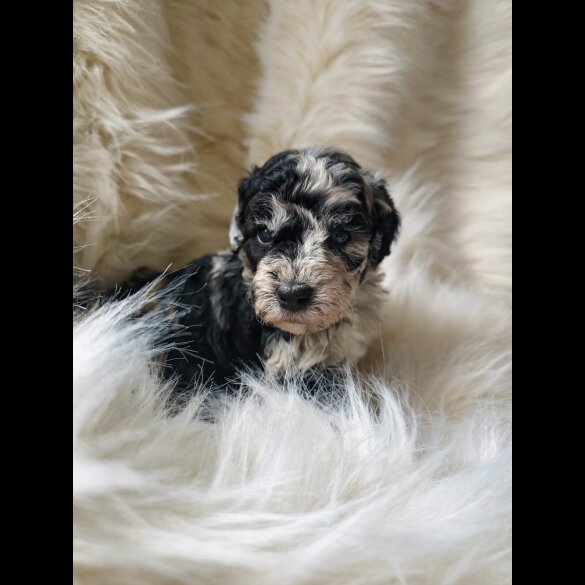 Cockapoo - Both