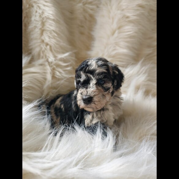 Cockapoo - Both