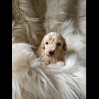 Cockapoo - Both