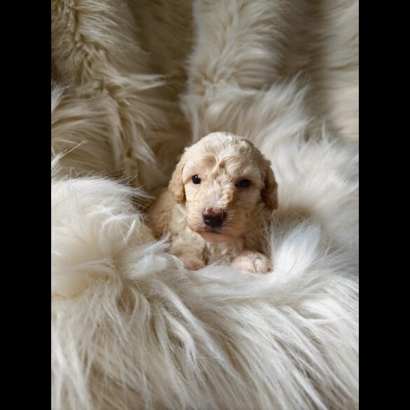 Cockapoo - Both