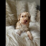 Cockapoo - Both