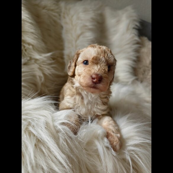 Cockapoo - Both
