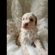 Cockapoo - Both