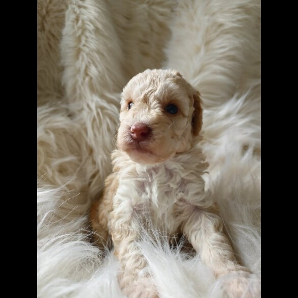 Cockapoo - Both