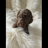 Cockapoo - Both