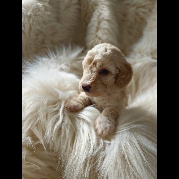 Cockapoo - Both