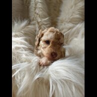 Cockapoo - Both