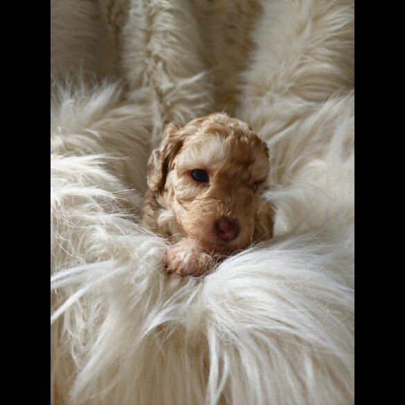 Cockapoo - Both