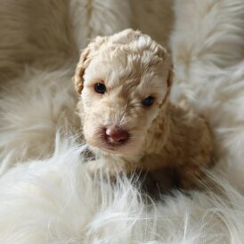 Cockapoo - Both