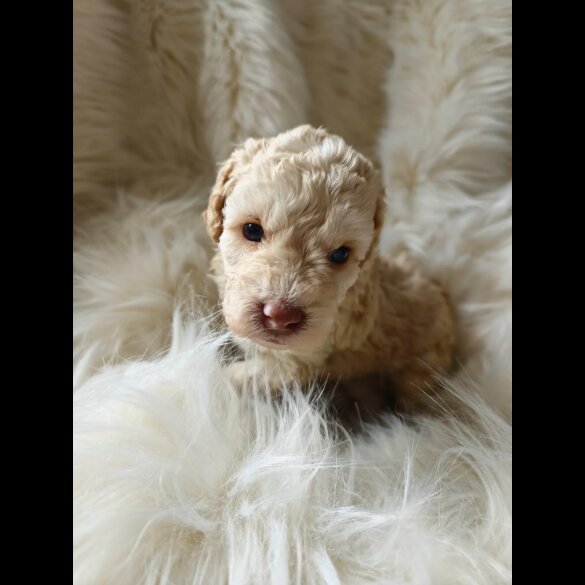 Cockapoo - Both