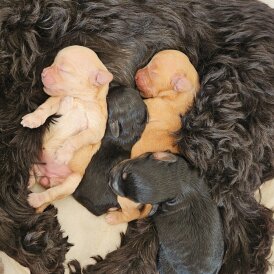 Cockapoo - Both