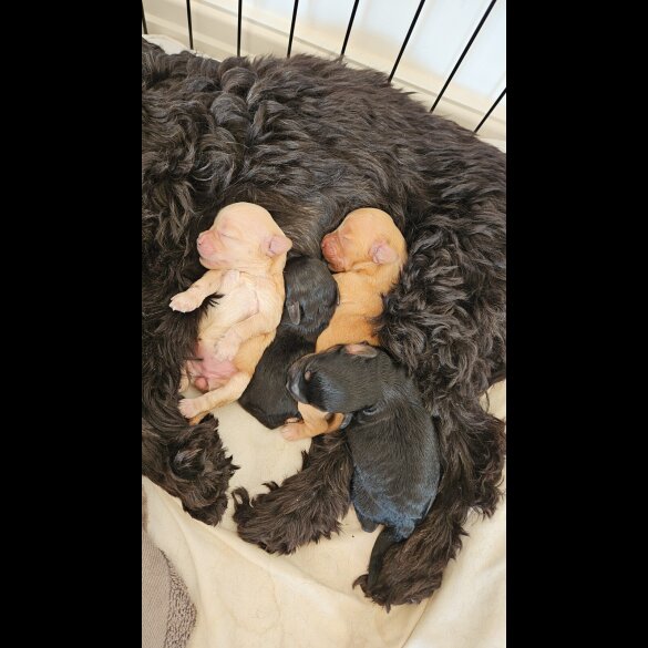 Cockapoo - Both