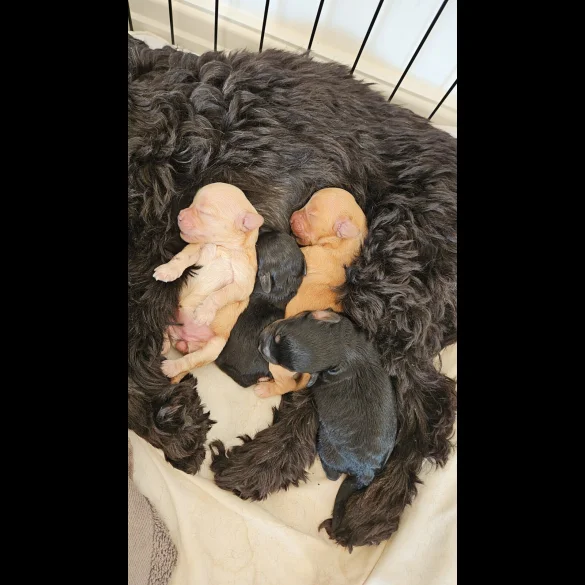 Cockapoo - Both