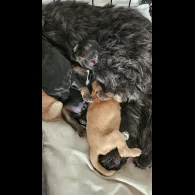 Cockapoo - Both