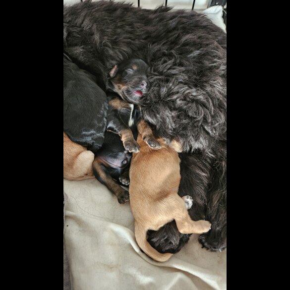 Cockapoo - Both
