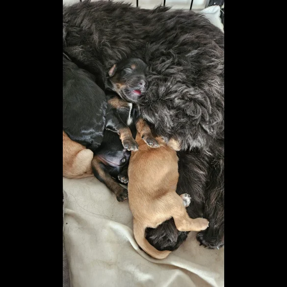 Cockapoo - Both