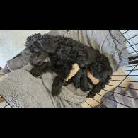 Cockapoo - Both