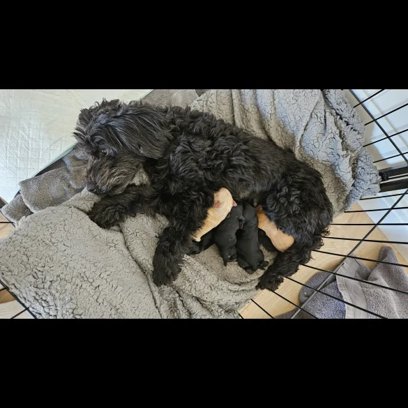 Cockapoo - Both
