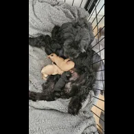 Cockapoo - Both