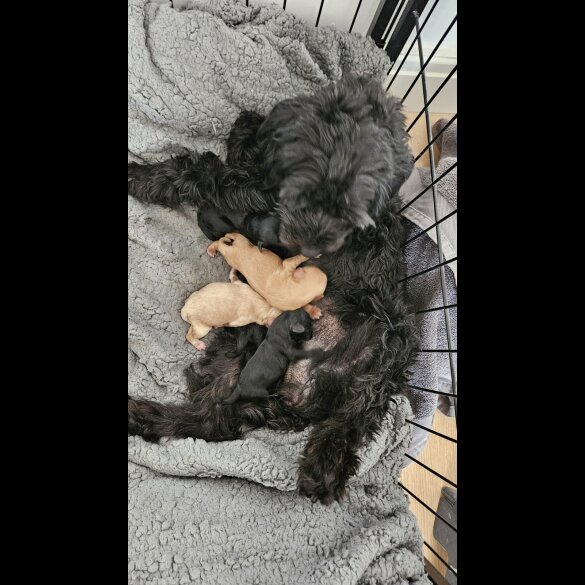 Cockapoo - Both