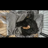 Cockapoo - Both