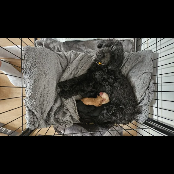 Cockapoo - Both