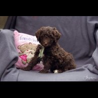 Labradoodle - Both