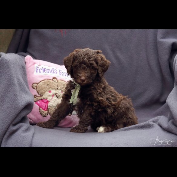 Labradoodle - Both