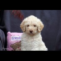 Labradoodle - Both