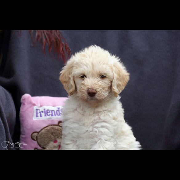 Labradoodle - Both