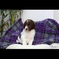 Labradoodle - Both