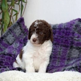 Labradoodle - Both