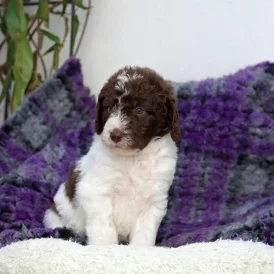 Labradoodle - Both