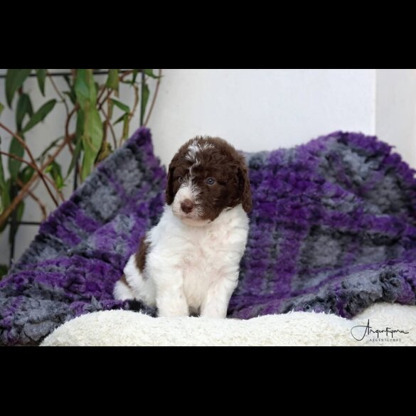 Labradoodle - Both