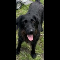 Labradoodle - Both