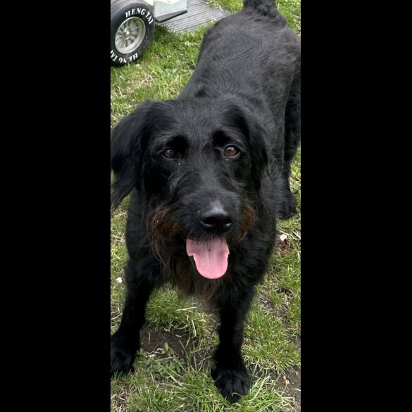 Labradoodle - Both