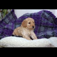 Labradoodle - Both