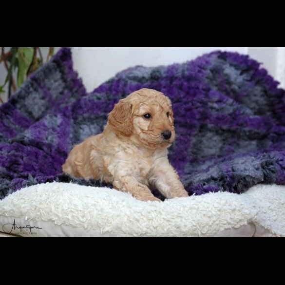 Labradoodle - Both