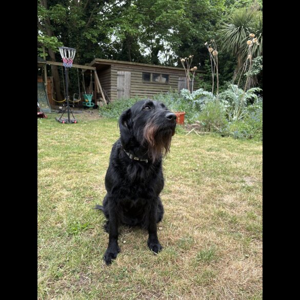 Labradoodle - Both