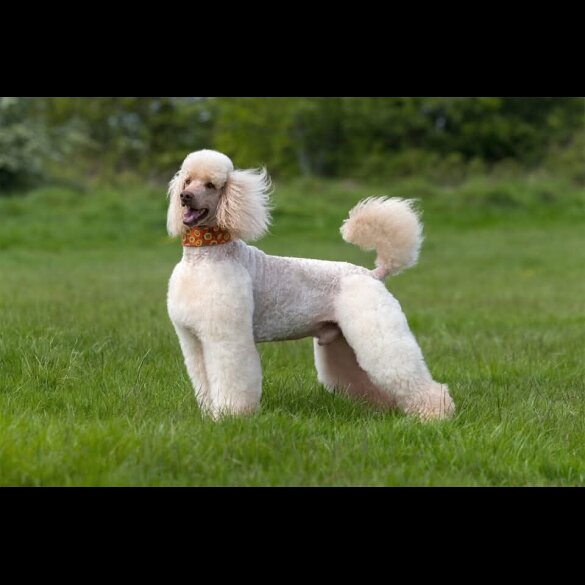 Labradoodle - Both